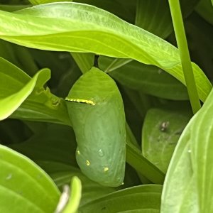 adults