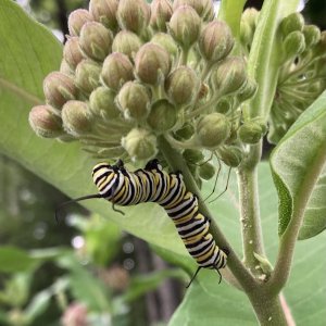 adults