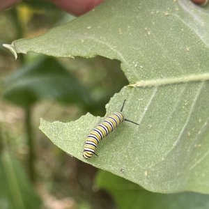 adults