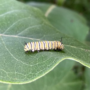 adults