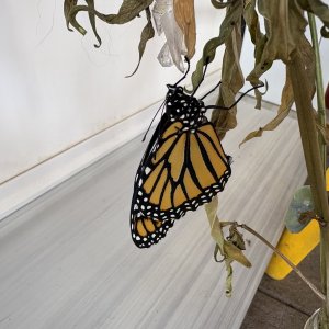 adults