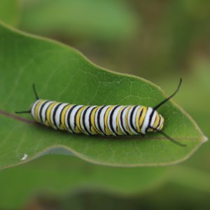 adults
