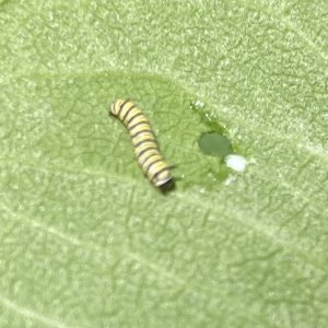 adults