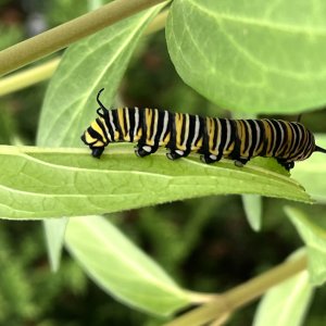adults
