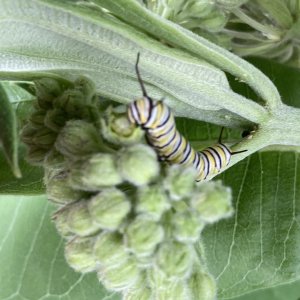 adults