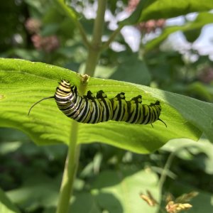 adults