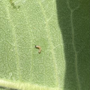 adults