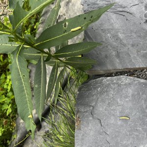 adults