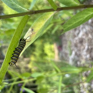 adults