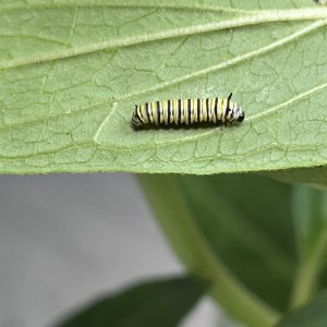 adults
