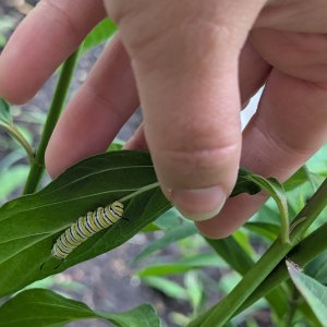 adults