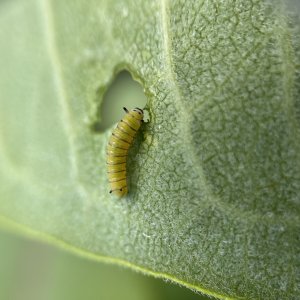 adults