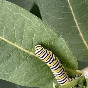 adults