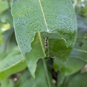 adults