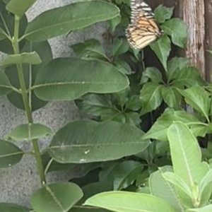 adults