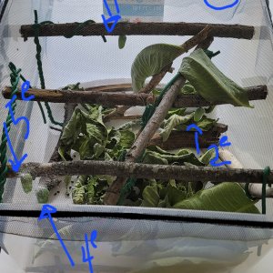 adults