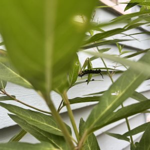 adults