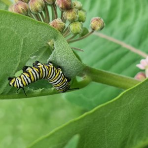 adults