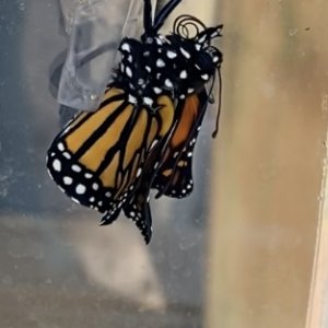 adults