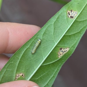 adults