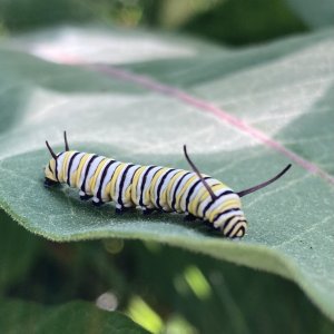 adults