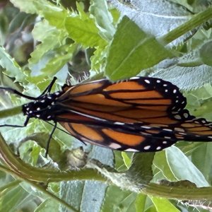 adults