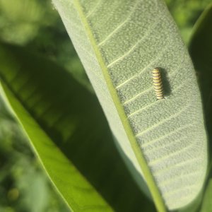 adults