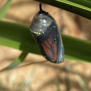 adults