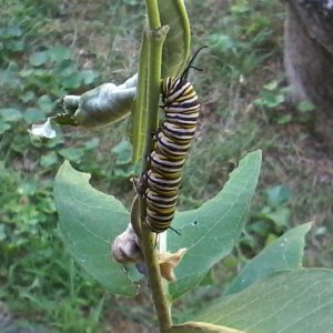 adults
