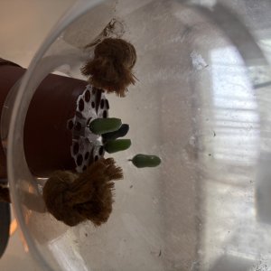 adults