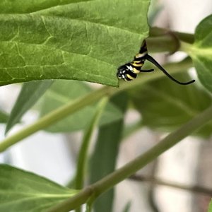 adults