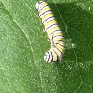 adults