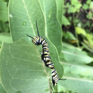 adults