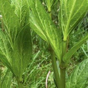 adults