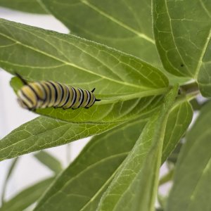 adults