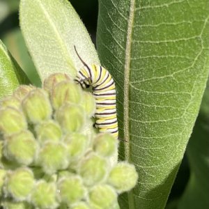 adults