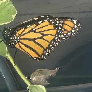 adults