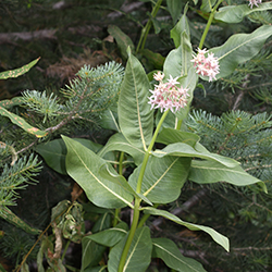 speciosa_AndreyZarkikh