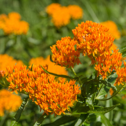 Tuberosa_BrettWhaley