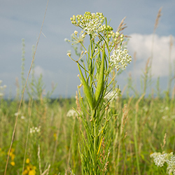 Verticillata_BrettWhaley