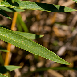 Asclepias incarnata