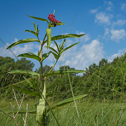 Asclepias incarnata