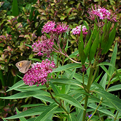 Asclepias incarnata