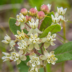 Ovalifolia_BrettWhaley