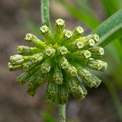 Viridiflora2_JoshuaMayer