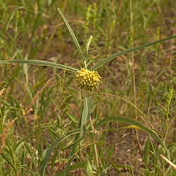 Viridiflora_JoshuaMayer