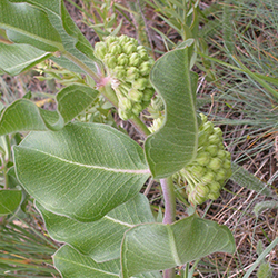 Viridiflora_MattaLavin