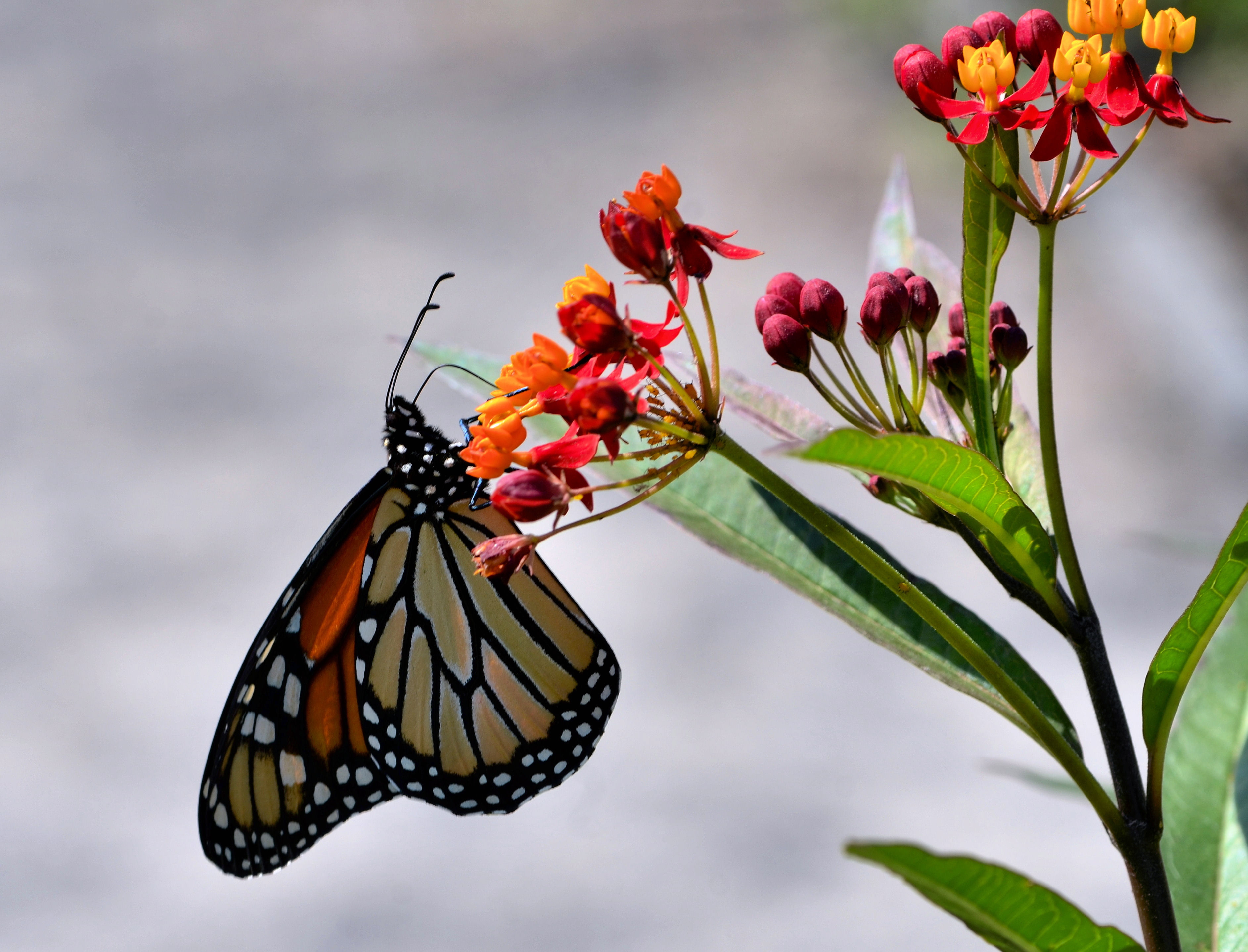 Asclepias curassavica