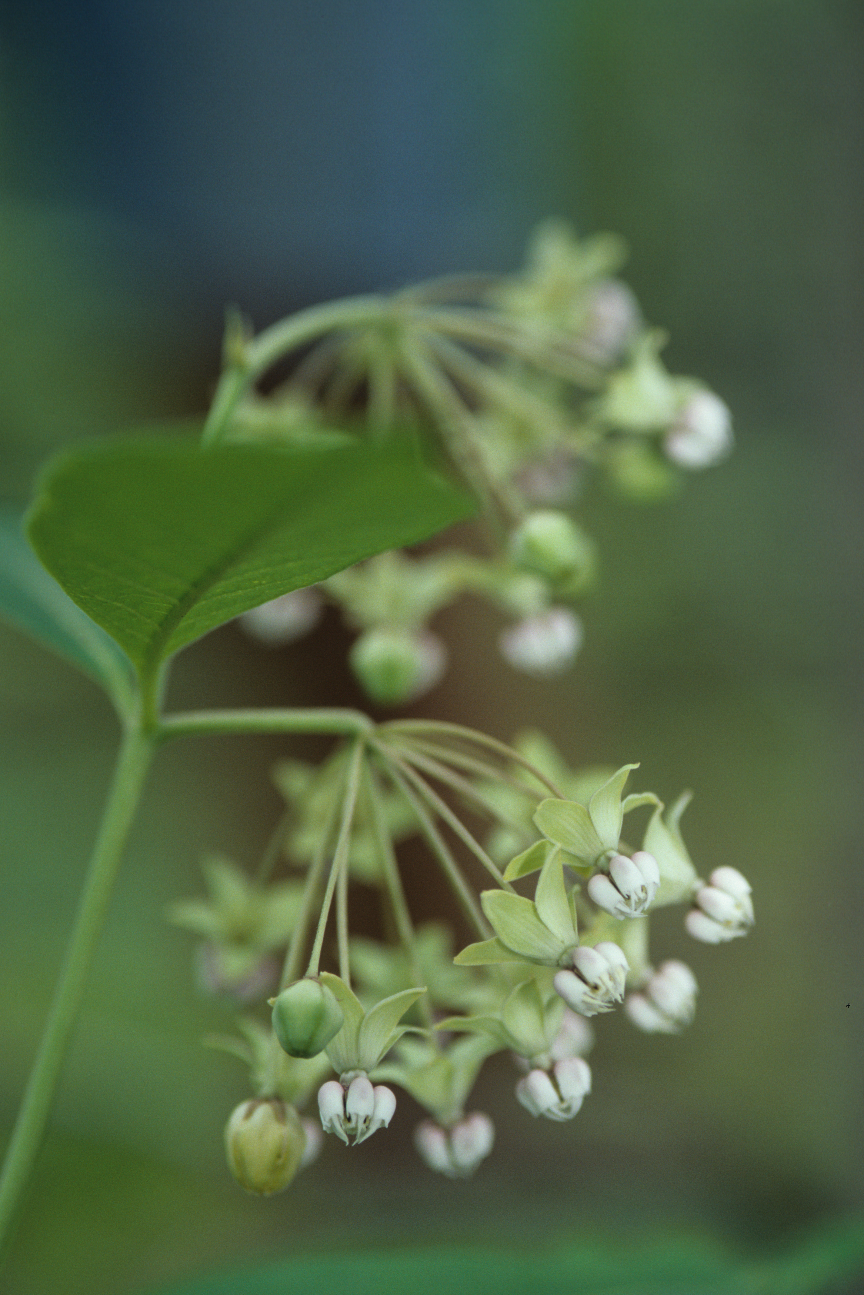 Asclepias exaltata